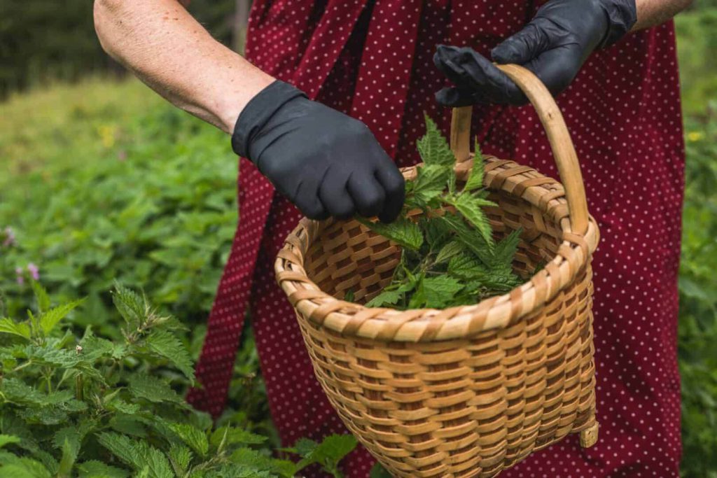 Kräuterernte in einem Korb, ideal für regionale Gewürzmischungen und Kochkurse.